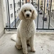 Photo de profil de Hugo N.